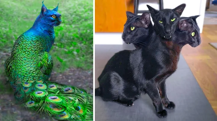 15 Abnormally Strange Cats That Actually Exist - DayDayNews