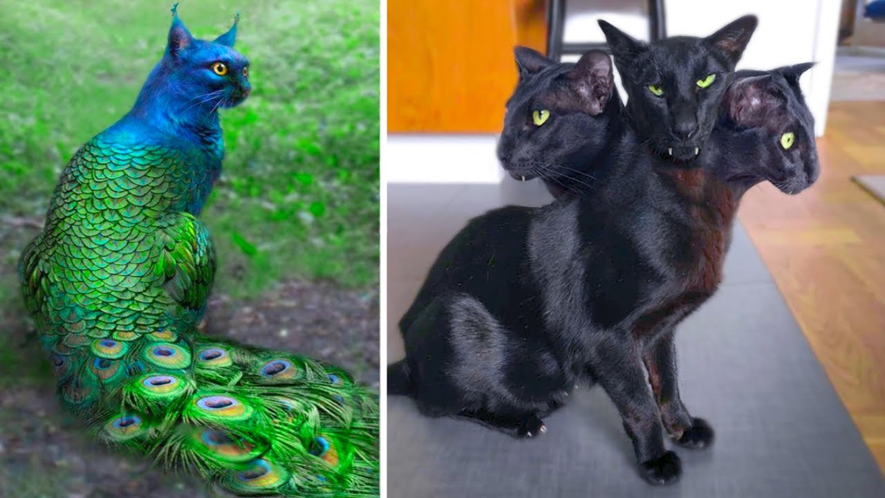 Strange cats that actually exist