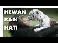 Hewan Baik Hati!!! Kisah persahabatan hewan unik