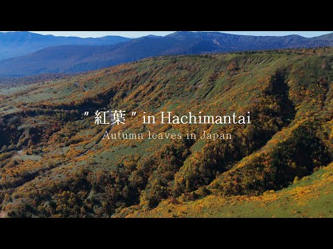 【"紅葉" in 八幡平2024/ドローン空撮】Hachimantai Gozaisho,IWATE,Japan