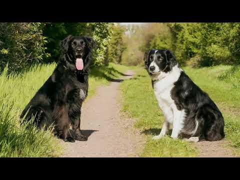 Collie Lab Mix: All You Need to Know About Borador! - YouTube