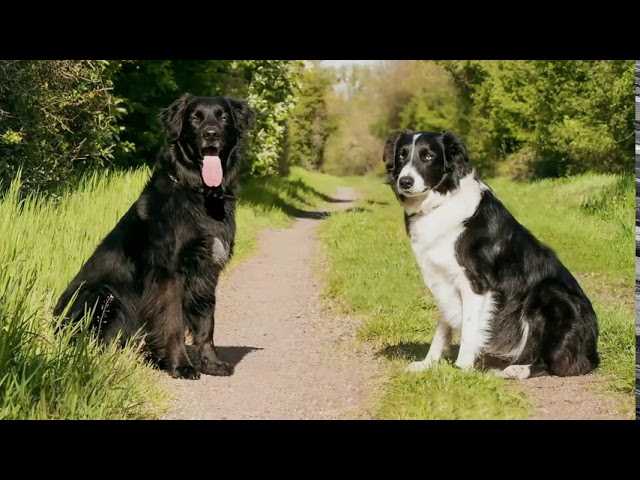 Border Collie Lab Mix: All You Need To Know About The Borador! - Youtube
