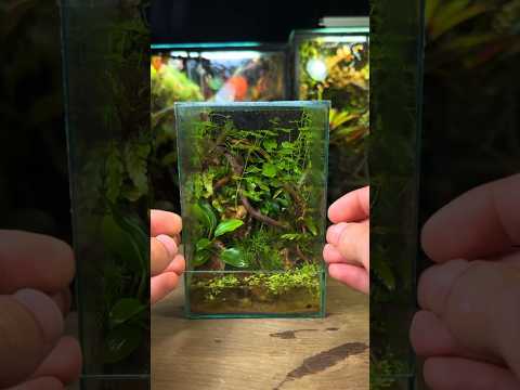 Vídeo: Fish Tank Terrarium - Convertint un tanc de peixos en un jardí de terrari