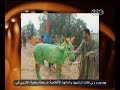 #معكم_منى_الشاذلي شاهد..الحمار الفائز بجائزة بأشيك