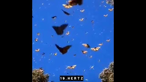 19 Hertz - Trophy(snippet)