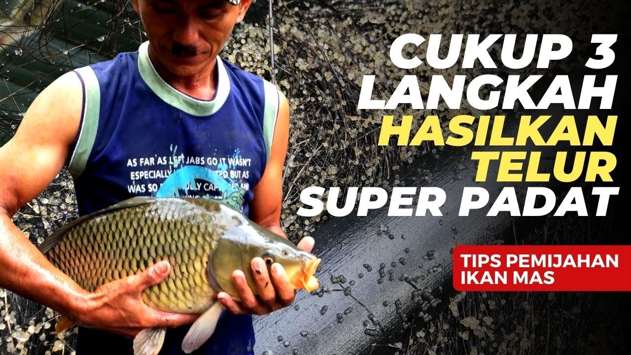 Cara Pemijahan Ikan Mas SECARA ALAMI