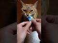 とろリッチ食べ食べ茶トラ猫 今夜は豪華に伊勢海老味 #shorts #猫 #ねこ #ネコ #茶トラ #ちゅーる #とろリッチ #銀のスプーン #cat #gato