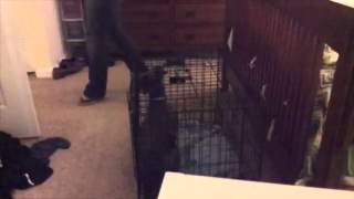 Rigby The Dog Genius Escapes His Crate Like Houdini screenshot 3