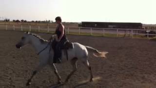 Bridleless with shorty by Doomsdayfreak 491 views 9 years ago 1 minute, 28 seconds