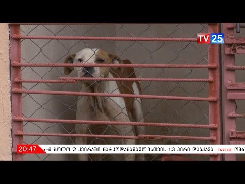 აჭარაში ცხოველების სასაფლაო არ არსებობს