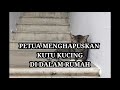 PETUA MENGHAPUSKAN KUTU KUCING DI DALAM RUMAH | REMOVE CAT FLEAS FROM HOME