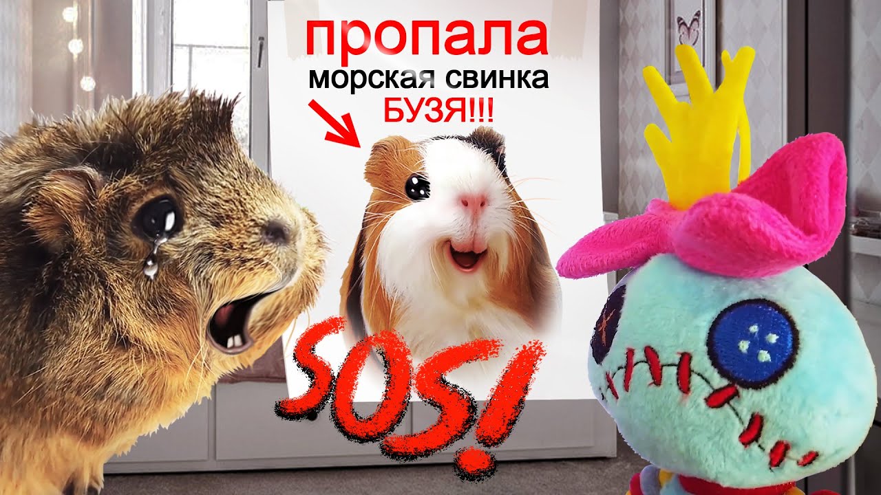 Канал свинка бузя