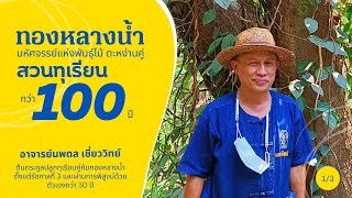 🔴 ปลูกทุเรียน โตและรอดด้วยต้นทองหลางน้ำ ภูมิปัญญากว่า 100 ปี #สวนทุเรียน ตอน 1/3