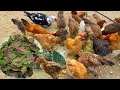 How to prevent diarrhea in chickens - Harvest apricot leaves in the garden - Daily Life