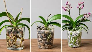 The Best Medium for Orchid Roots? Water vs Gravel vs Pumice screenshot 4