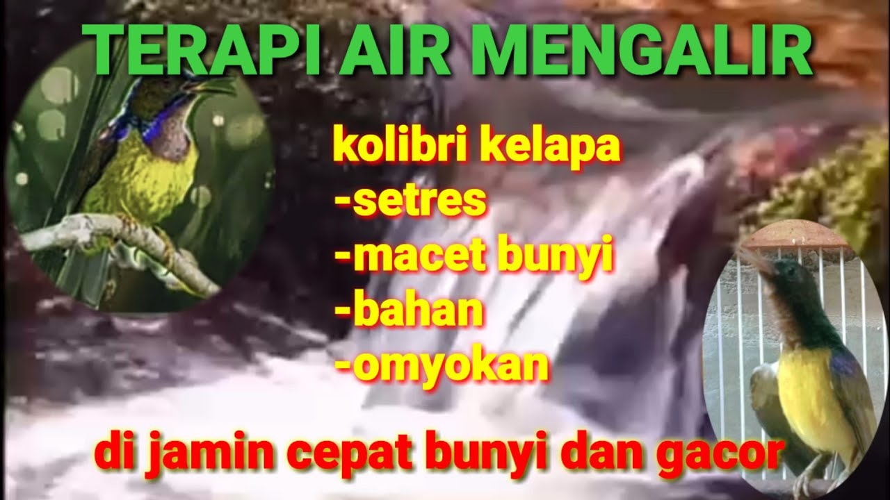 Terapi air buat korlap macet bunyi || korlap setres atau bahan omyokan d jamin cepat gacor