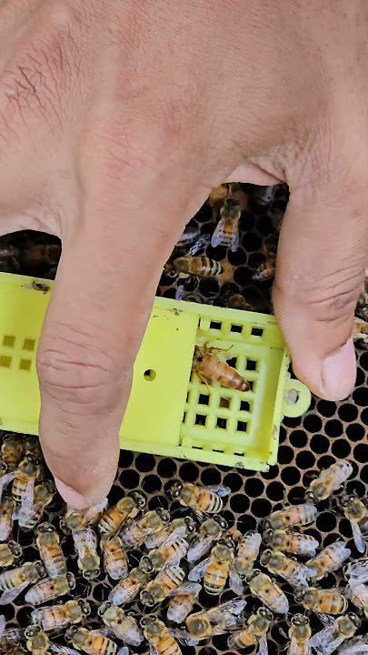 Catch the king bee.