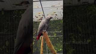 ജോസ്സേട്ട? Talking parrot || gray parrot talking || shorts youtubeshorts