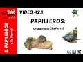 Papilleros: Cria a mano (Parte 2)