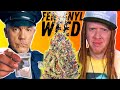 Are police really finding fentanyl in cannabis