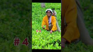 Top 5 Tea Producing Countries in the World 2024 #top5 #tea #chai