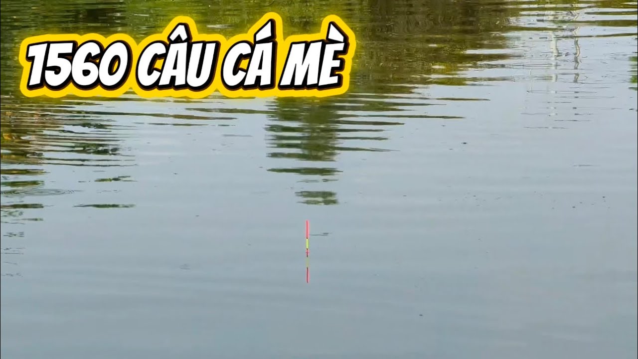 ✅ 1560 phút câu cá mè, Sài Gòn,  Quận 9 | DUY FISHING