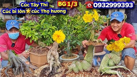 BG 1/3/2022🌟Cúc Tây Thi🌟Cúc Thọ Hương🌟Cúc Vạn Thọ🌟Thủ Đức đế củ xù🌟Phú Tân Già mùa☎️0932999393