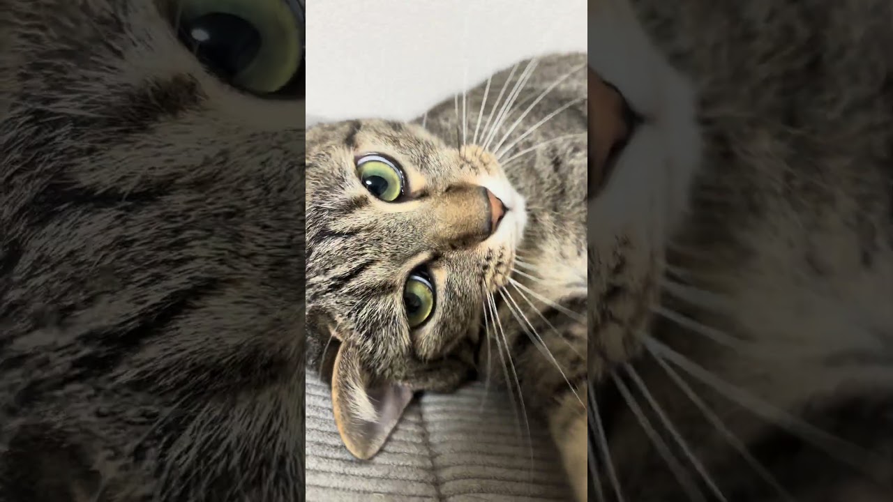 7月頑張ります〜 #cat #猫のいる暮らし - YouTube