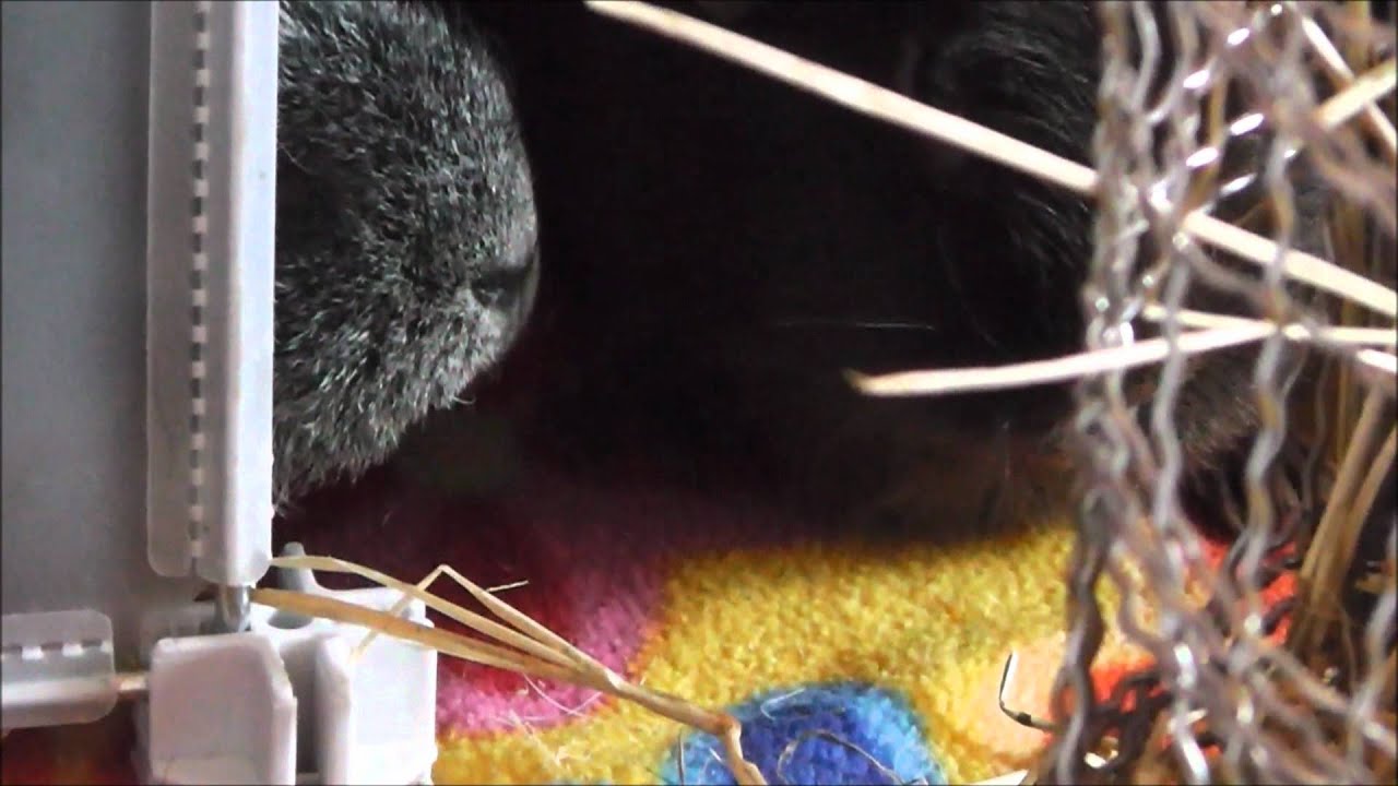 Sleeping Guinea Pigs