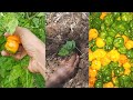 Scotch Bonnet Peppers TRANSPLANTING and HARVESTING / SCOTCH BONNET PEPPER FARMING in Jamaica