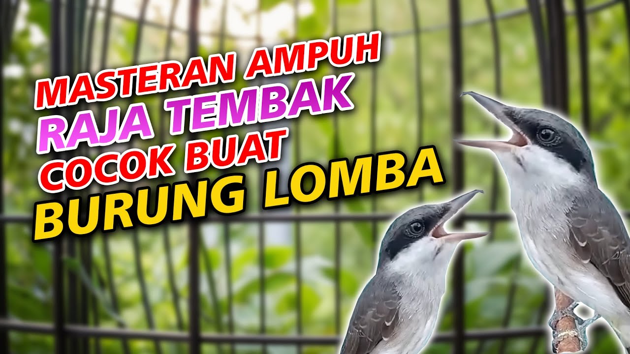 MASTERAN BEST PETULAK JINGJING VS CUCAK JENGGOT || CUCAK JENGGOT VS PETULAK JINGJING MESIN JAHIT