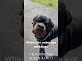 When You Make Eye Contact… and Immediately Regret It 😂🐶 #Rottweiler