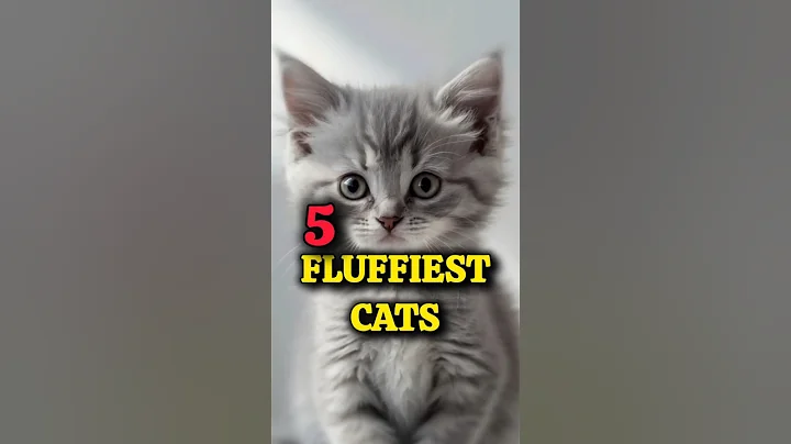 Video 10468221: gentle giant maine coon, beautiful maine coon, cat breed