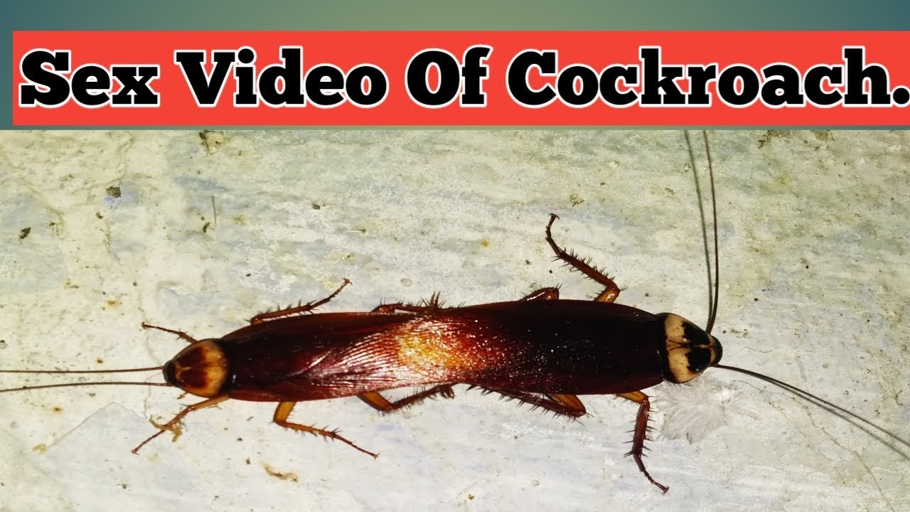 Sex Video Of Cockroach Youtube