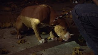 When a Sad Doggy is Too Petrified to Even Walk