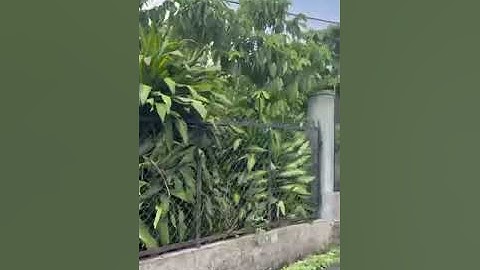 bán đất thổ cư Lê Phụng Hiểu Lộc Châu bảo lộc lâm đồng