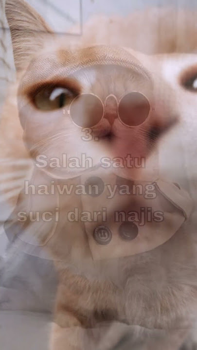 kenapa kucing menjadi haiwan kesukaan Rasullulah#shorts #dakwah #ceramah #kucing  #rasulullah