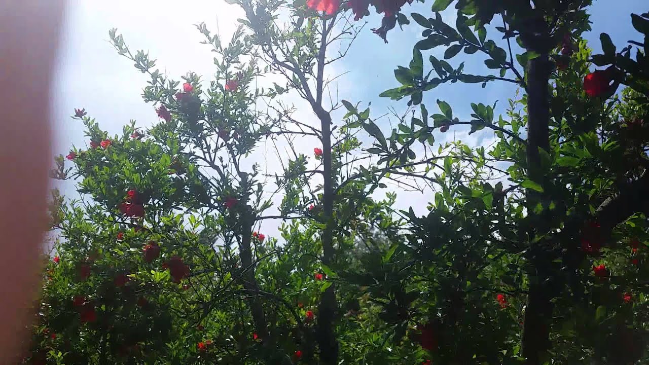 Nar Ağacı, Nar Yetiştiriciliği, Nar Bahçesi - YouTube
