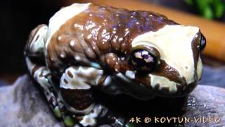 © 4К. Квакша-арлекин (Trachycephalus resinifictrix) // The Mission golden-eyed tree frog