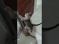 #ytshort #cat #shortvideo