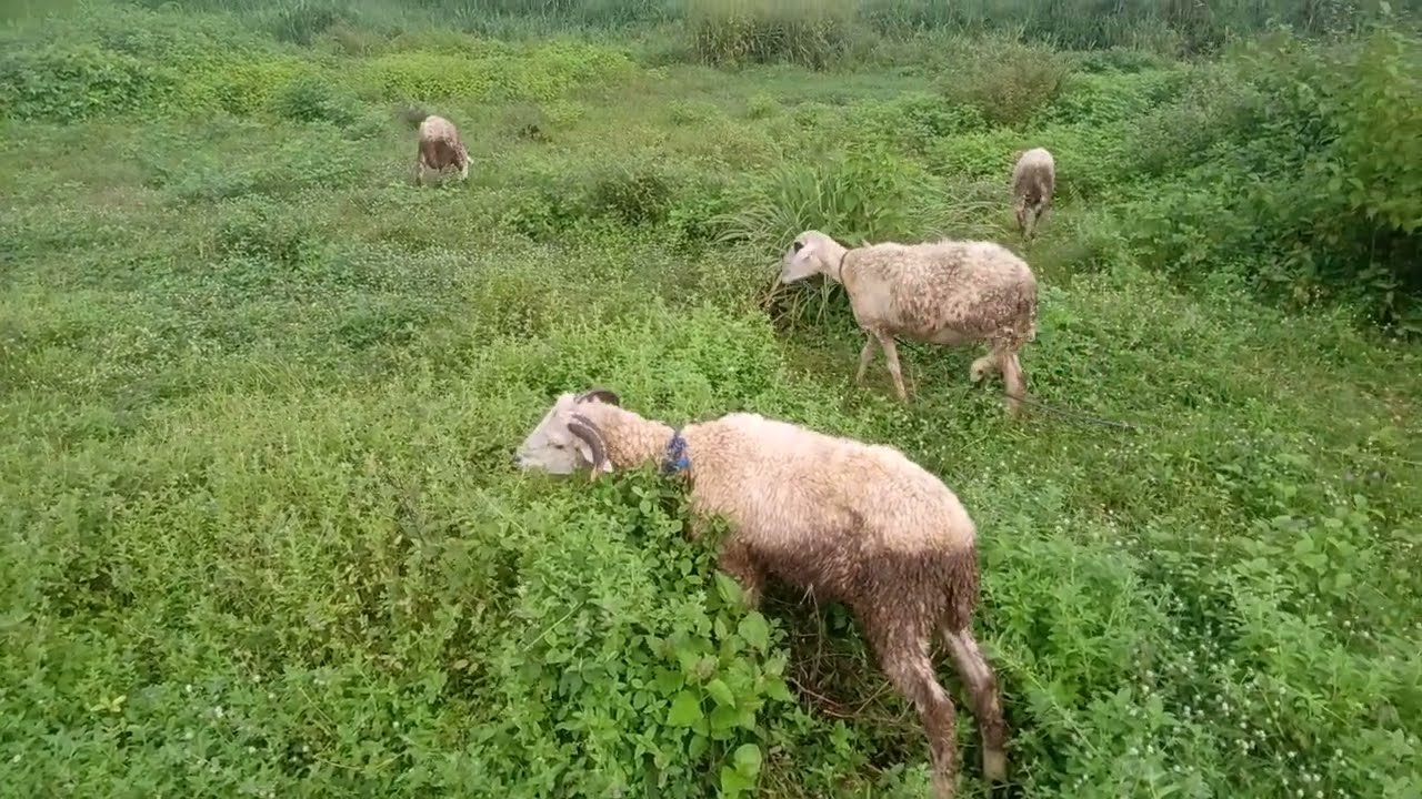 ANGON WEDHOS LAGI GAES 🛌🧘