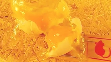 Eggs and mouse trap 120 and 240 fps Super Slow Motion GoPro Hero3+ Plus Black