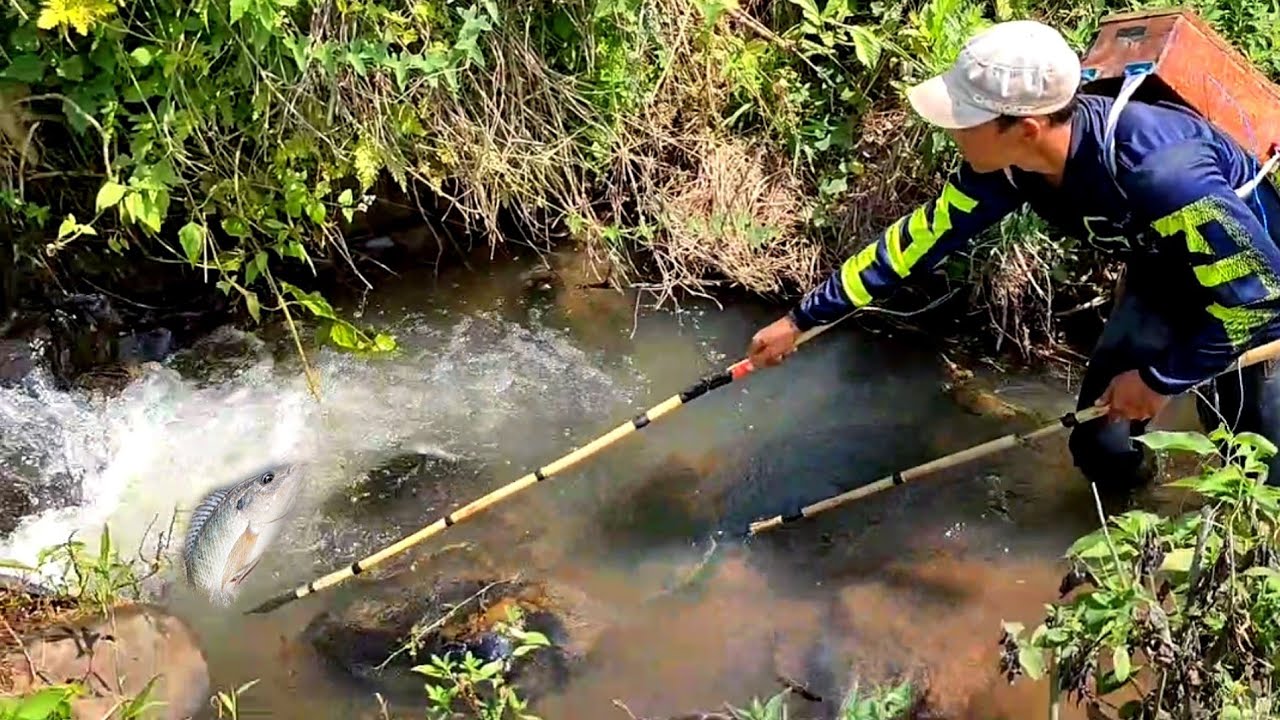 hasilnya babon semua‼️nyetrum ikan di pinggir sawah_dapat banyak