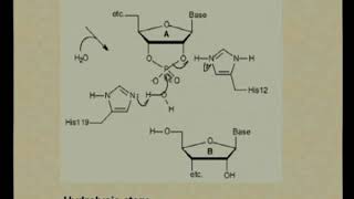 Enzyme Mechanisms I