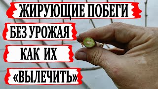 видео: 🍇 Что делать, если не ПЛОДОНОСЯТ ТОЛСТЫЕ ПОБЕГИ винограда? Как «ЛЕЧИТЬ» ЖИРУЮЩИЕ, ЖИРОВЫЕ побеги? картинка: 🍇 Что делать, если не ПЛОДОНОСЯТ ТОЛСТЫЕ ПОБЕГИ винограда? Как «ЛЕЧИТЬ» ЖИРУЮЩИЕ, ЖИРОВЫЕ побеги?