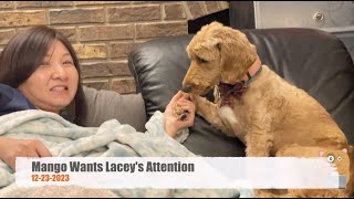 Mango Wants Lacey's Attention