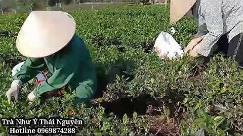 Cách Hái Chè Kĩ Thuật Của Người Nông Dân Tân Cương