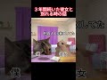 付き合うより別れる方が難しいよね？#猫ミーム