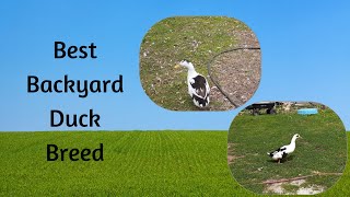 The Best Duck Breed for your backyard..Ancona.. Farm Vlog