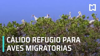 Refugio de aves migratorias en El Chupadero, Tecomán - Expreso de la Mañana